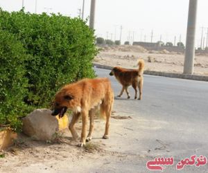 سگ های ولگرد و سلب آسایش مردم روستاهای حاشیه گنبد کاووس