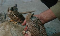 زنگ خطر شیوع آنفلوآنزای پرندگان در گلستان