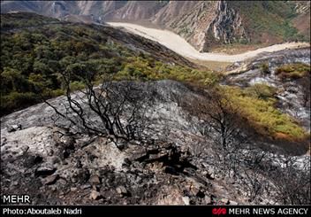 تکرار تراژدی آتش در جنگلهای گلستان/ جوانه هایی که زغال می شوند
