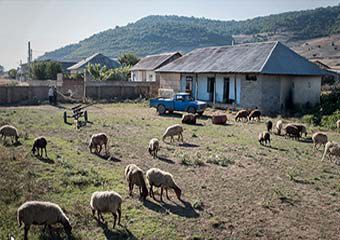 گزارش تصویری/ تبدیل دبستان دولتی حاجیکا به چراگاه گوسفندان