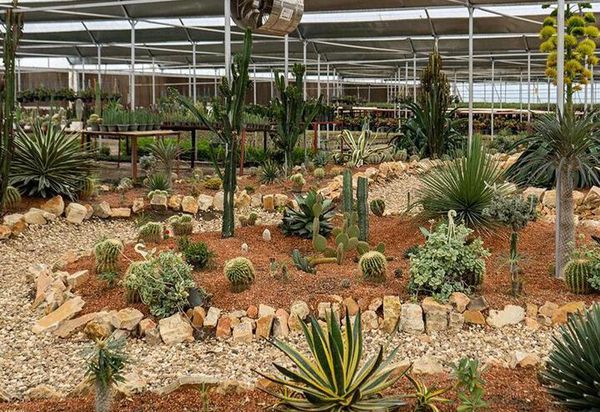 صنعت گل و گیاه فرصتی برای افزایش اشتغال| گلستان ظرفیت صادرات دارد