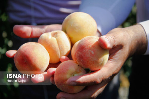 باغداران گلستانی: برداشت هلو مقرونبهصرفه نیست