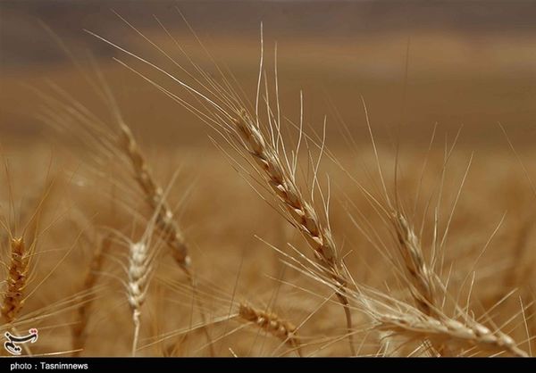 خرید گندم و کلزا در استان گلستان افزایش مییابد