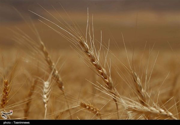  خرید گندم و کلزا در استان گلستان افزایش می‌یابد 