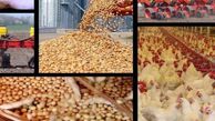 باقلای «بدون تانن» جایگزین کنجاله سویا و ذرت می‌شود/ کاهش وابستگی به واردات خوراک طیور
