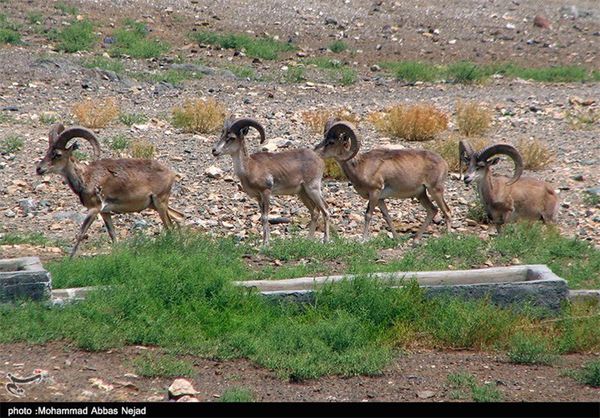 تصویب نهایی پناهگاه حیات وحش هیرکانیان