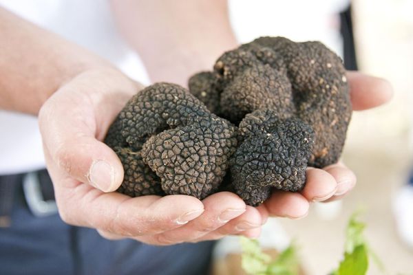 پرورش قارچ ترافل باغی، مسیری برای حفظ طبیعت و اشتغال گلستان
