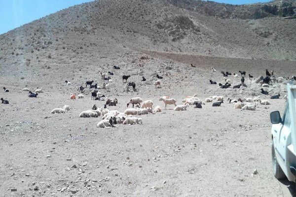 پرداخت تسهیلات؛ نسخه مسئولان برای دردهای دامداران گلستانی/ خشکی مراتع دام های مولد را به کشتارگاه می کشاند