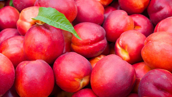 برداشت بیش از ۴ هزارتن شلیل از باغ‌های گلستان
