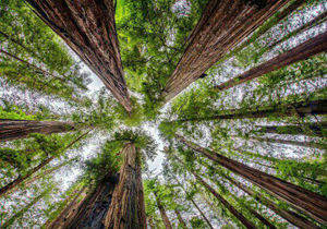 کشف ۲۵ تن چوب جنگلی و گردو قاچاق در گلستان