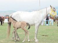 گزارش تصویری از جشنواره اسب اصیل ترکمن در کلاله