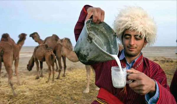 خواص معجزه‌آسای شیر شتر
