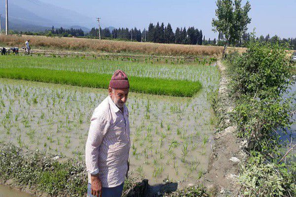چالش های کشت برنج از زبان کشاورز گلستانی/توصیه کارشناسان به خشکه کاری برنج در استان