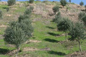 اجرای طرح بهره وری از اراضی شیب دار در مراوه تپه