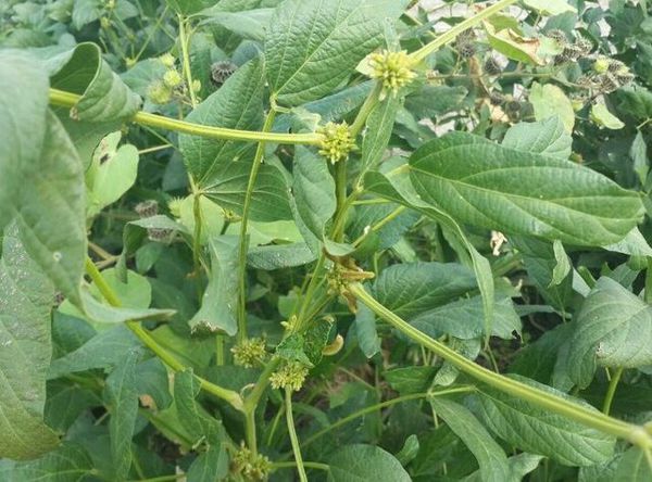 نتایجی جدید از علت بروز عارضهای قدیمی در مزارع سویای گلستان