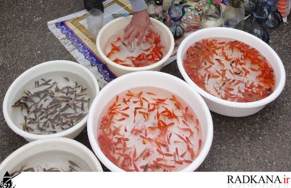  تب و تاب مردم کردکوی در آستانه عید نوروز+تصاویر