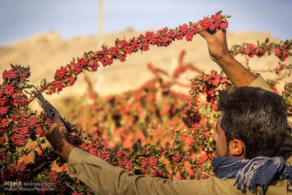خطر انقراض بیخ گوش «زرشک»/حیات وحش تاوان فشار اقتصادی را می دهد