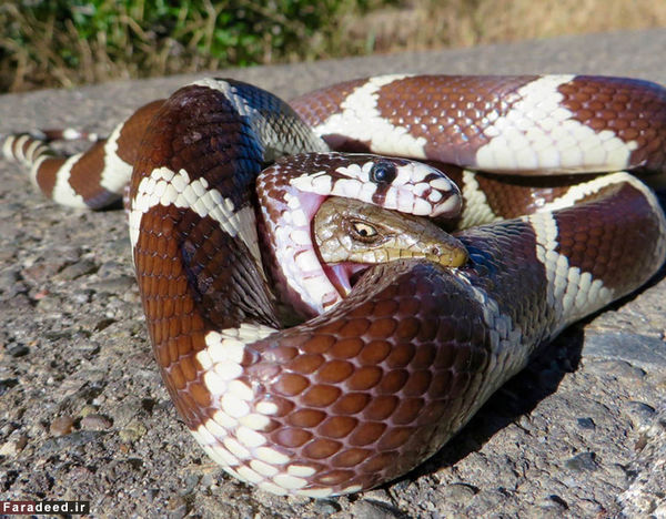 (تصاویر) نبرد مرگ و زندگی در حیات وحش 