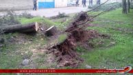 توضیح رییس منابع طبیعی گرگان در مورد قطع برخی از درختان روستای قرن آباد