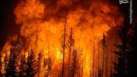 فیلم/ مجازات سنگین برای آتش‌زدن عمدی جنگل‌ها
