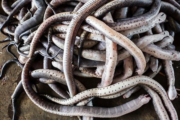 کشف ۴۰ مار و لاک پشت در سطح تهران