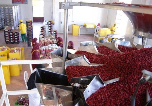 ۲۲۱ بارگاه زرشک در خراسان جنوبی جواز تاسیس دریافت کردند 