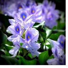 سنبل آبی سرطانزا در بازار تهران! + فیلم