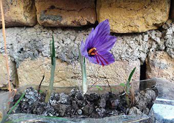 تصاویر/ وقتی خلاقیت جوان گالیکشی با تولید زعفران همراه می‌شود