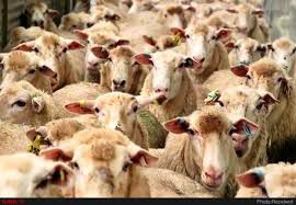 بالا و پایین صادرات دام زنده از ایران
