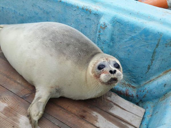  فُک خزری گرفتار شده در تور ماهیگیران گلستانی در  آشوراده رها سازی شد