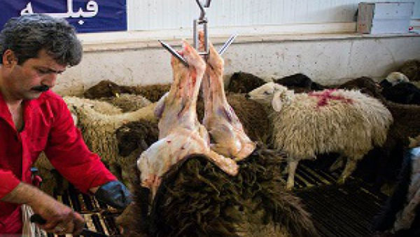 ذبح بیش از ۴۴ هزار راس دام در کشتار‌های گلستان

