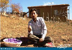 کیفیت زعفران گالیکش از قائنات بهتر است 