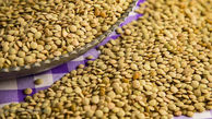 امسال ۴۰۰ تن عدس در گلستان تولید می‌شود