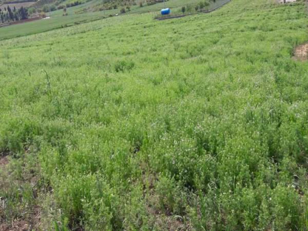 همت طلبه جهادگر و افزایش درآمدروستا/با دست خالی هم می شود کار کرد