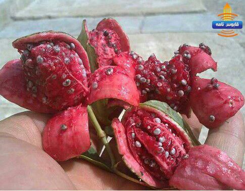 رشد «لجگی» گیاهی با اعجاز دارویی در گنبد