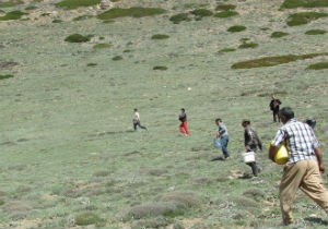 کودپاشی مراتع آزادشهر