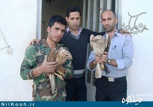 دو پرنده شکاری گرفتار در جنگلهای گالیکش آزادسازی شدند + تصاویر