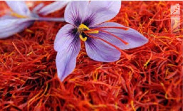 دستیابی محققان به نانو محصول ضد سرطان با ماده موثره زعفران
