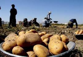 خرید توافقی سیب زمینی، ۵۰ تا ۱۰۰ تومان بیشتر از بازار از امروز در گلستان