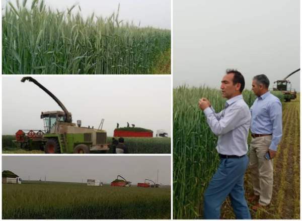 برداشت گیاه علوفه ای "تریتیکاله" در کلاله
