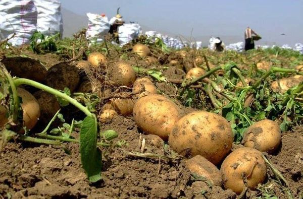 صدور مجوز برای ۳ استان کشور برای خرید سیب زمینی گلستان

