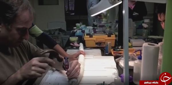 پیدا شدن یک کرم غول‌پیکر زنده برای نخستین بار+ تصاویر