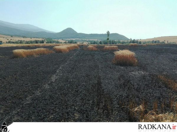گندم زارهای روستای نامن طعمه حریق شد+تصاویر
