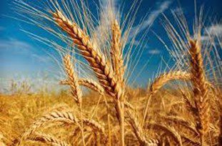 تضمین عملیات زراعی با استفاده از کشت ردیفی در مزارع