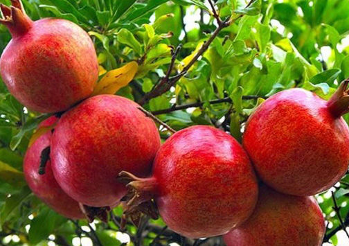 برداشت بیش از ۲ هزار تن انار از باغات گلستان