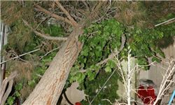 وزش شدید باد توأم با بارش باران در کردکوی