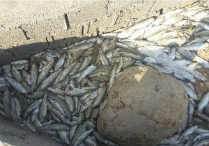 
خسارت ۴۴ میلیاردی پرورش دهندگان ماهی از سیلاب
