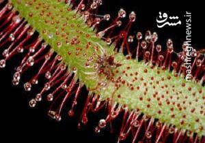 فیلم/ تجزیه حشره توسط گیاه شکارچی