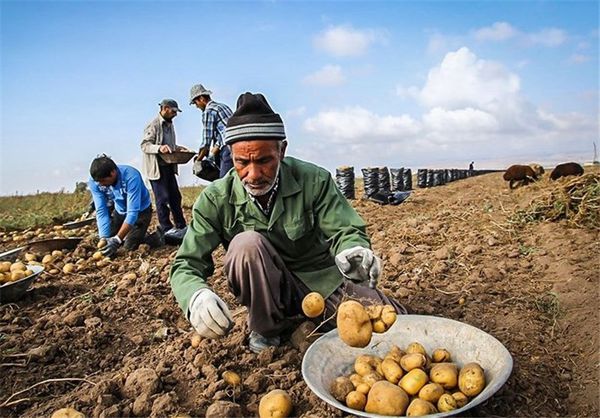 بیماری بادزدگی مزارع سیب زمینی را تهدید می کند