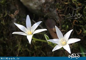 گل‌هایی که در گالیکش نوید بهار می‌دهند